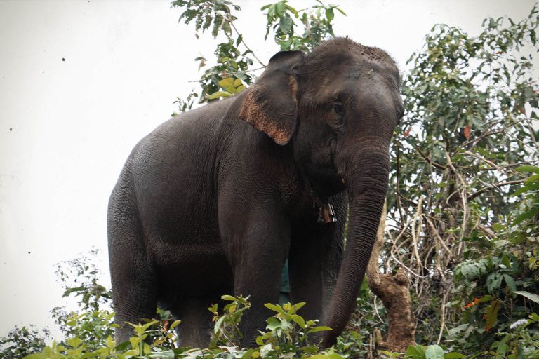 Dor Kham Song