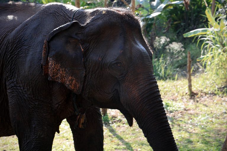 Mae Dok