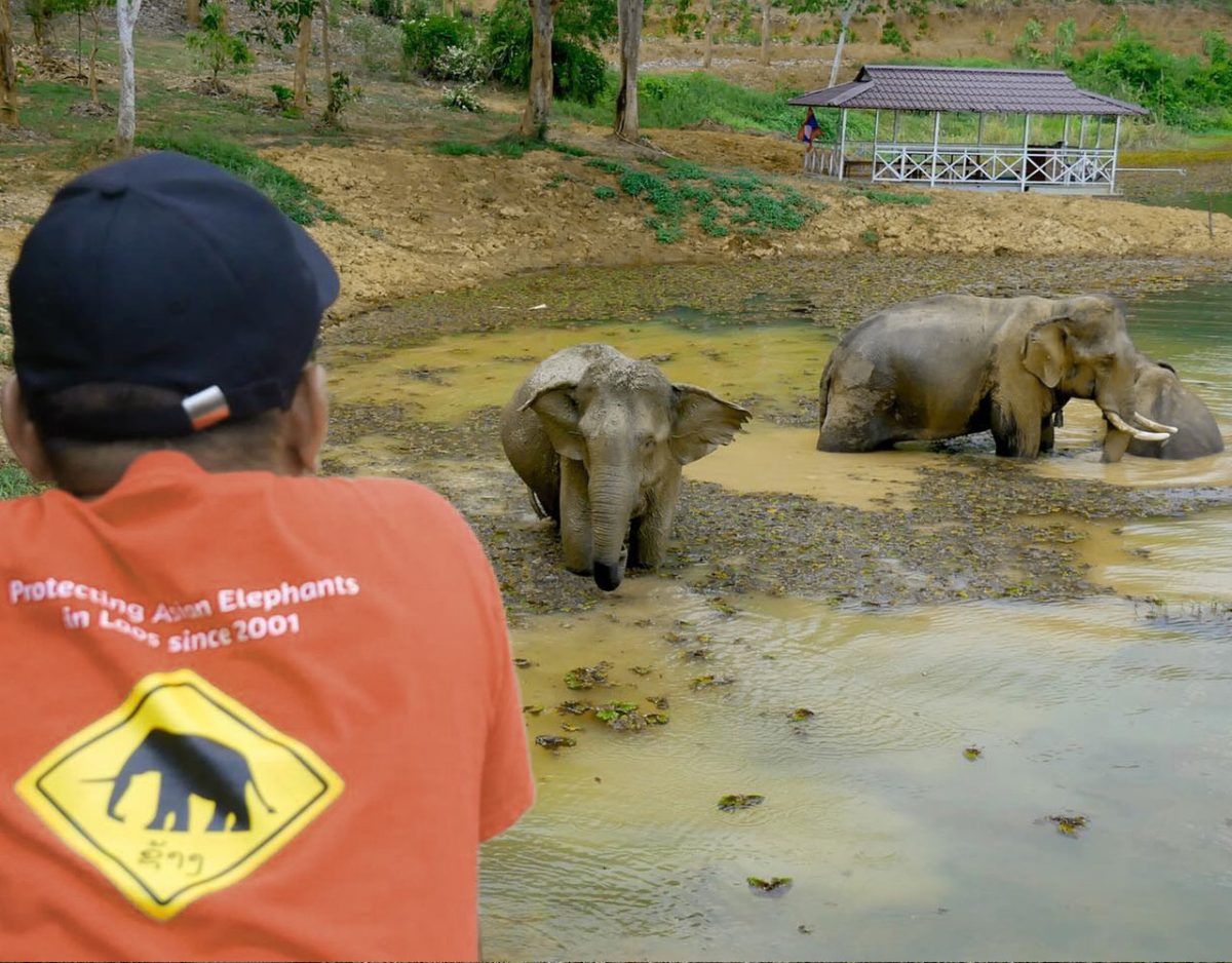 Elephantology