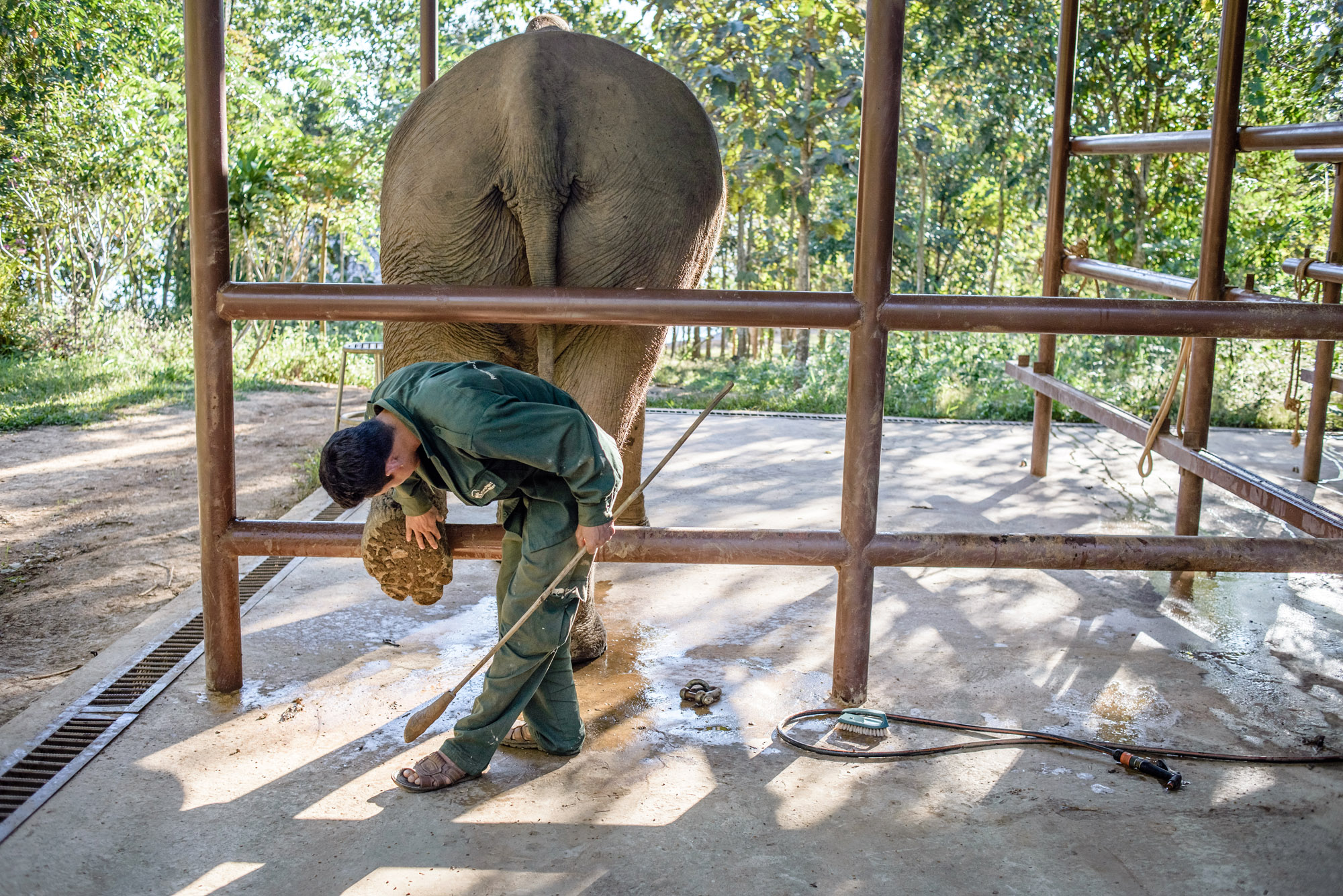 Veterinary care at the Elephant Conservation Center