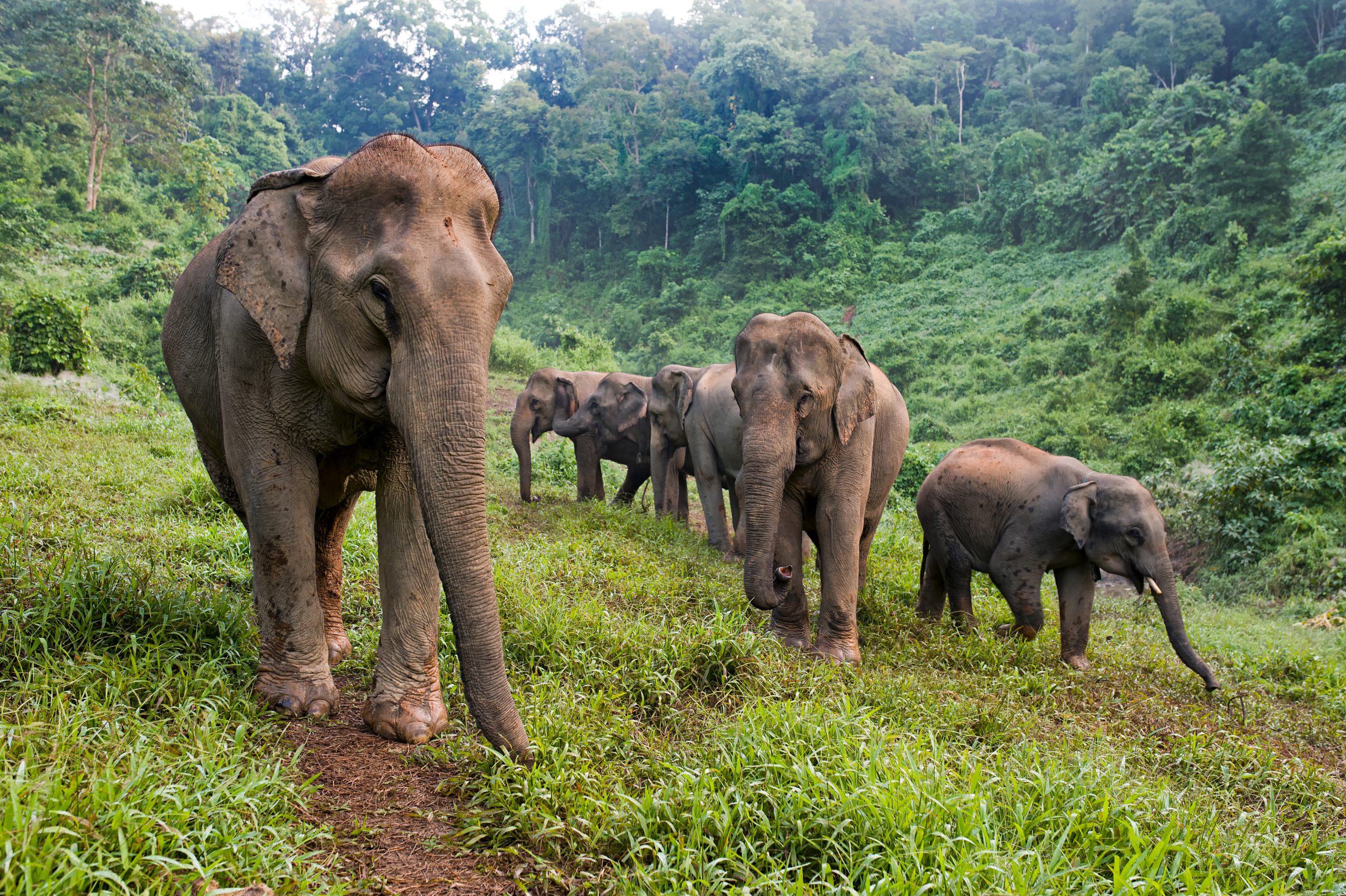 The ECC herd walking out of the forest