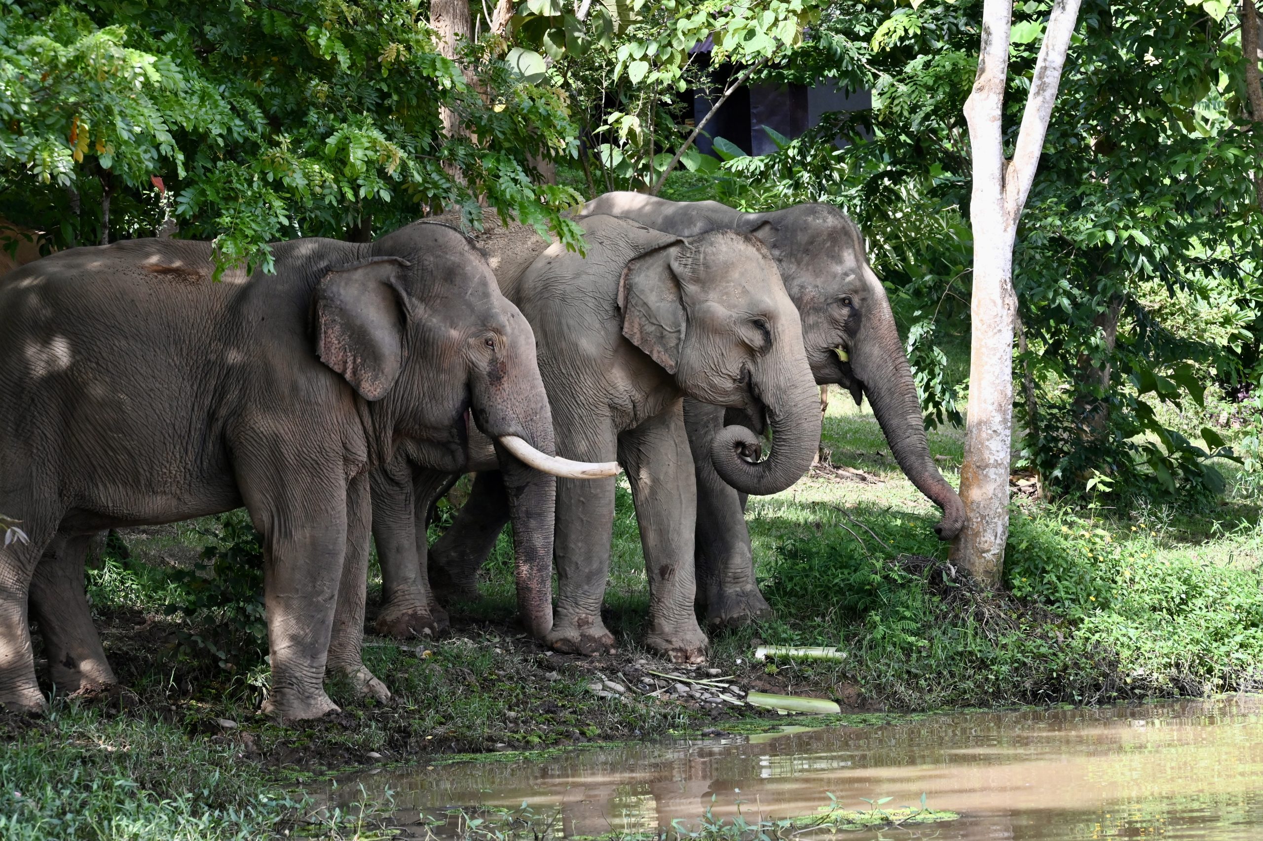 Three elephants at the edge of the water
